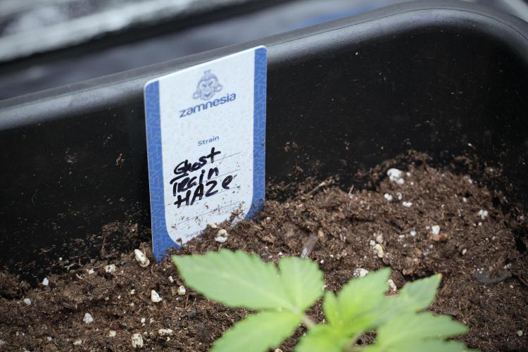 Catching The Ghost Train Haze @ Zamnesia. Week 2 - GTH Stop 2