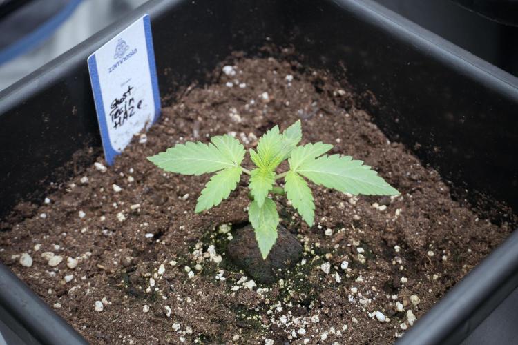 Catching The Ghost Train Haze @ Zamnesia. Week 2 - GTH Stop 2