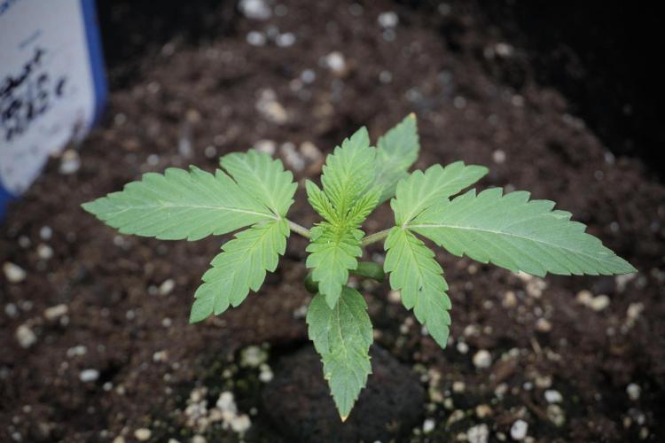 Catching The Ghost Train Haze @ Zamnesia. Week 2 - GTH Stop 2