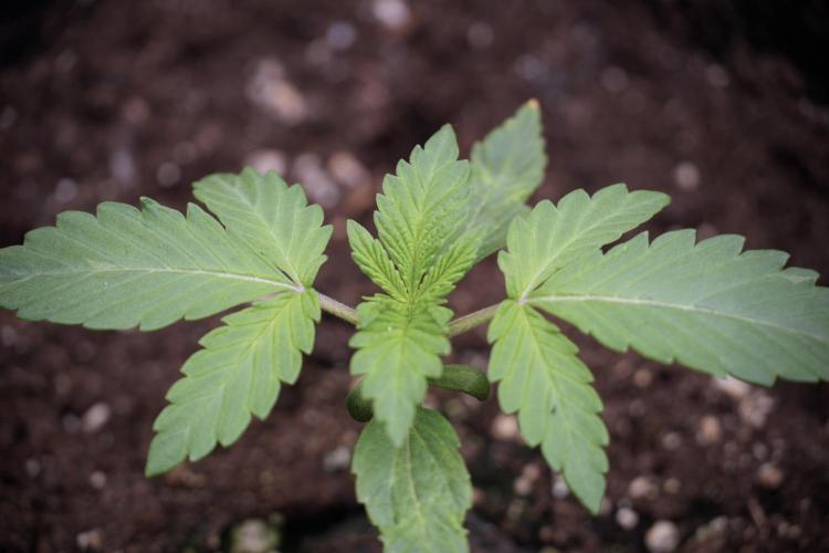 Catching The Ghost Train Haze @ Zamnesia. Week 2 - GTH Stop 2