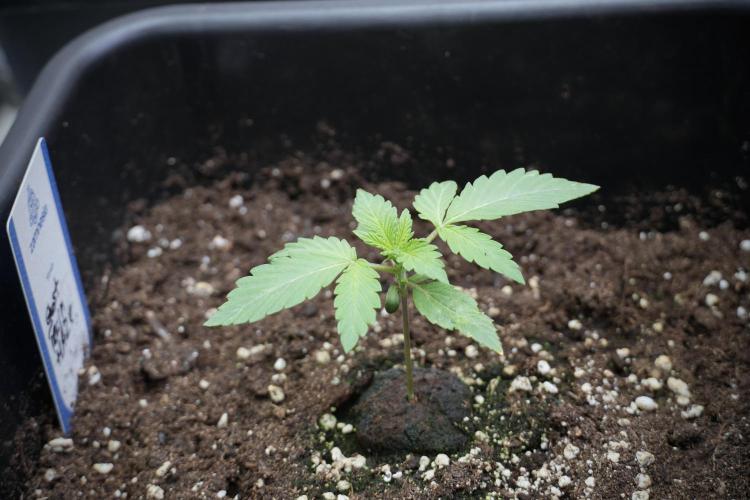 Catching The Ghost Train Haze @ Zamnesia. Week 2 - GTH Stop 2