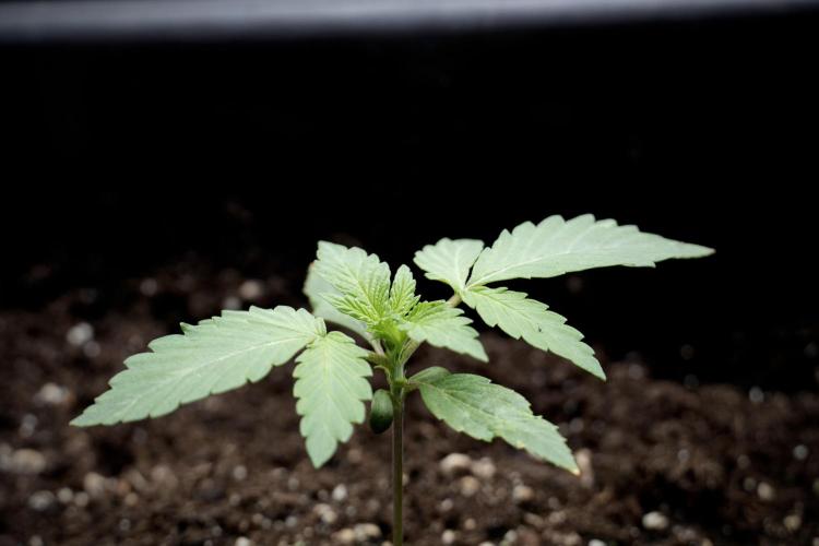 Catching The Ghost Train Haze @ Zamnesia. Week 2 - GTH Stop 2