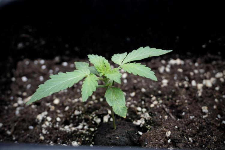 Catching The Ghost Train Haze @ Zamnesia. Week 2 - GTH Stop 2