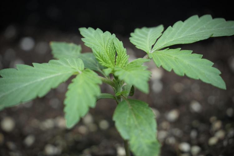 Catching The Ghost Train Haze @ Zamnesia. Week 2 - GTH Stop 2