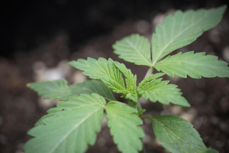 Catching The Ghost Train Haze @ Zamnesia. Week 2 - GTH Stop 2