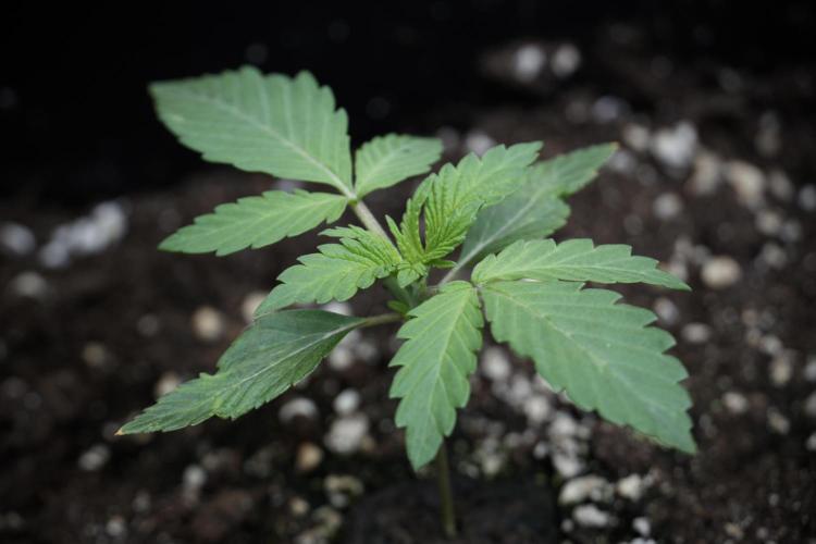 Catching The Ghost Train Haze @ Zamnesia. Week 2 - GTH Stop 2