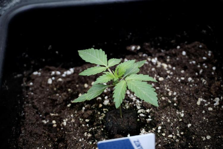 Catching The Ghost Train Haze @ Zamnesia. Week 2 - GTH Stop 2