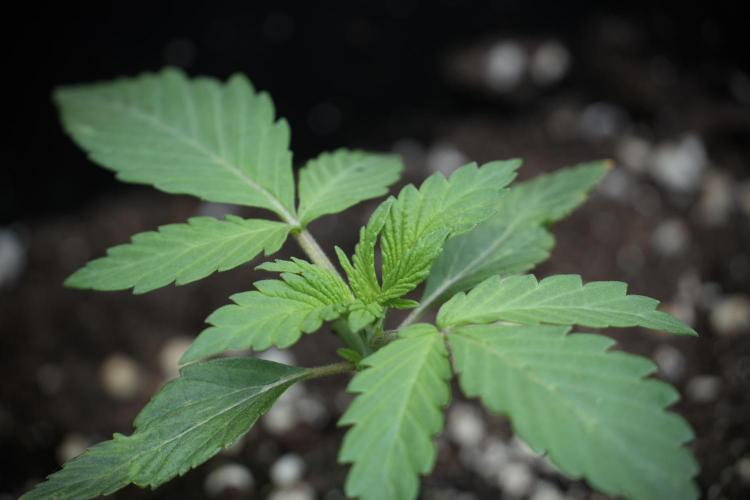 Catching The Ghost Train Haze @ Zamnesia. Week 2 - GTH Stop 2