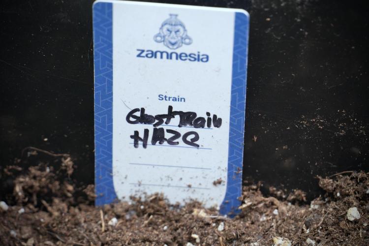 Catching The Ghost Train Haze @ Zamnesia. Week 2 - GTH Stop 2