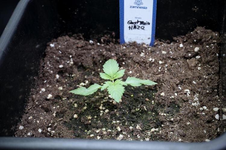 Catching The Ghost Train Haze @ Zamnesia. Week 2 - GTH Stop 2