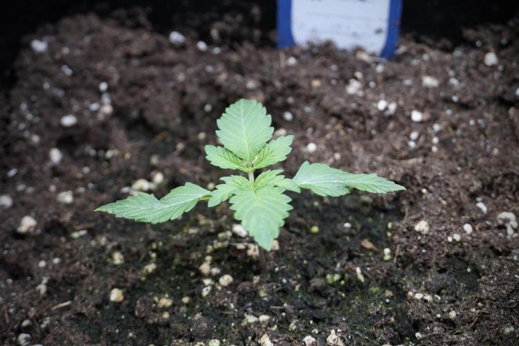 Catching The Ghost Train Haze @ Zamnesia. Week 2 - GTH Stop 2