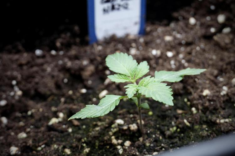 Catching The Ghost Train Haze @ Zamnesia. Week 2 - GTH Stop 2