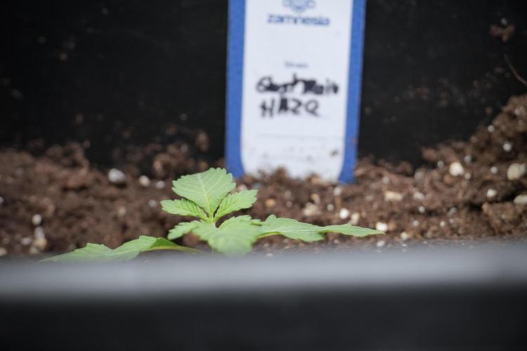 Catching The Ghost Train Haze @ Zamnesia. Week 2 - GTH Stop 2