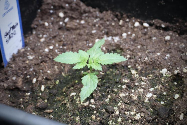 Catching The Ghost Train Haze @ Zamnesia. Week 2 - GTH Stop 2