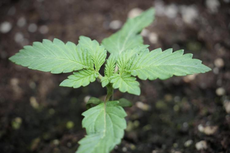 Catching The Ghost Train Haze @ Zamnesia. Week 2 - GTH Stop 2