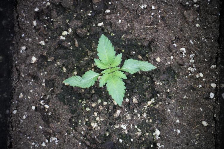 Catching The Ghost Train Haze @ Zamnesia. Week 2 - GTH Stop 2