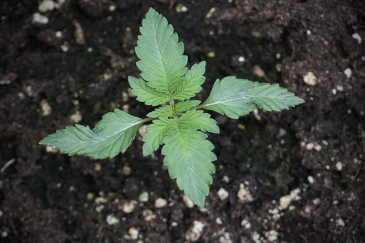 Catching The Ghost Train Haze @ Zamnesia. Week 2 - GTH Stop 2