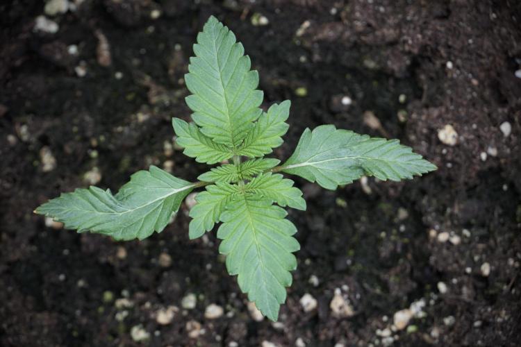 Catching The Ghost Train Haze @ Zamnesia. Week 2 - GTH Stop 2