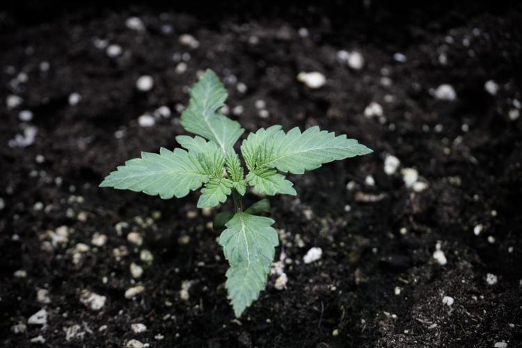 Catching The Ghost Train Haze @ Zamnesia. Week 2 - GTH Stop 2