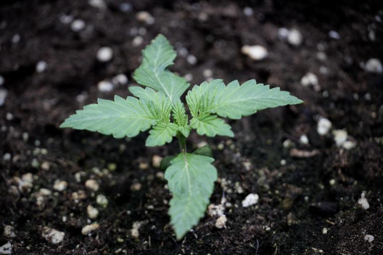 Catching The Ghost Train Haze @ Zamnesia. Week 2 - GTH Stop 2