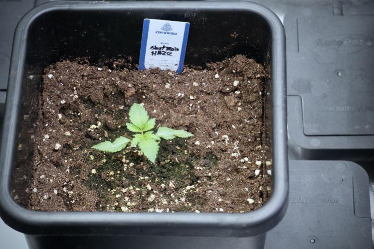 Catching The Ghost Train Haze @ Zamnesia. Week 2 - GTH Stop 2