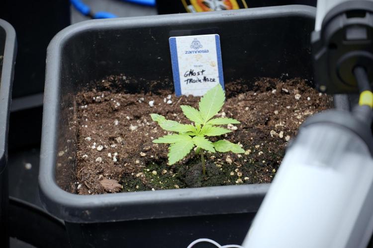 Catching The Ghost Train Haze @ Zamnesia. Week 2 - GTH Stop 2