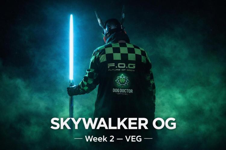 Skywalker OG Legends of the 12/12 Galaxy. Week 2 - Weekly Cover