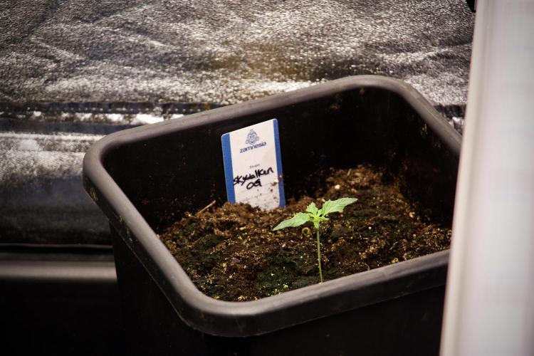 Skywalker OG Legends of the 12/12 Galaxy. Week 2 - Sky walker OG 