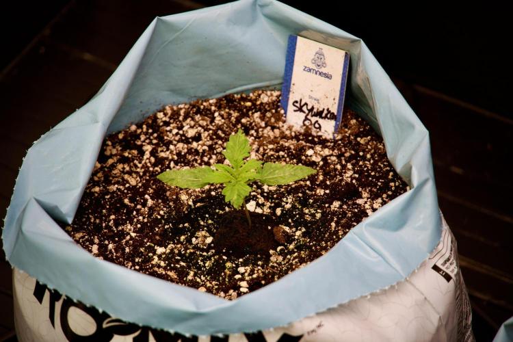 Skywalker OG Legends of the 12/12 Galaxy. Week 2 - Sky walker OG 