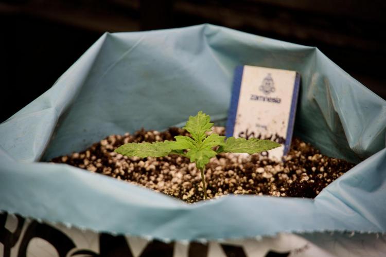 Skywalker OG Legends of the 12/12 Galaxy. Week 2 - Sky walker OG 