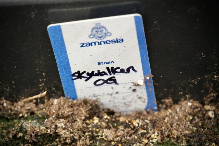 Skywalker OG Legends of the 12/12 Galaxy. Week 2 - Sky walker OG 