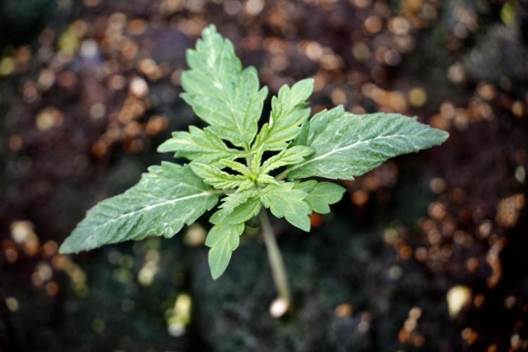 Skywalker OG Legends of the 12/12 Galaxy. Week 2 - Sky walker OG 