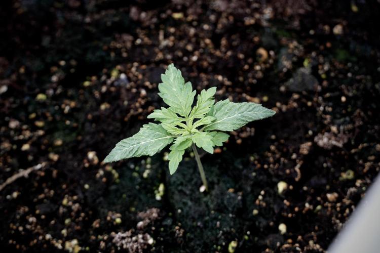 Skywalker OG Legends of the 12/12 Galaxy. Week 2 - Sky walker OG 