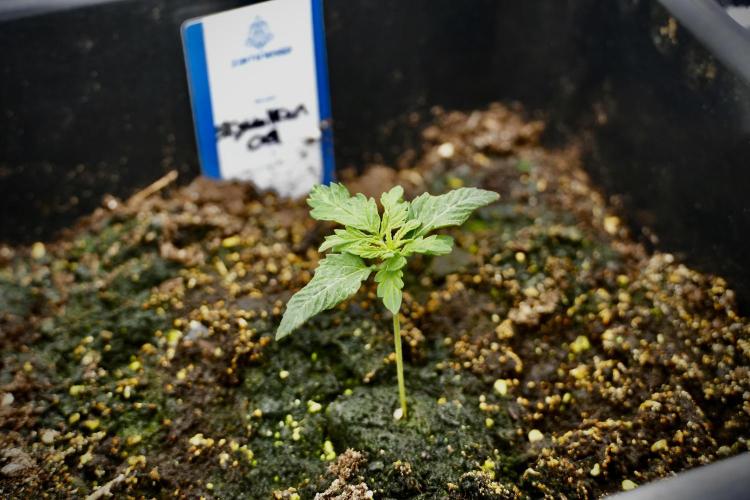 Skywalker OG Legends of the 12/12 Galaxy. Week 2 - Sky walker OG 