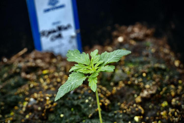 Skywalker OG Legends of the 12/12 Galaxy. Week 2 - Sky walker OG 