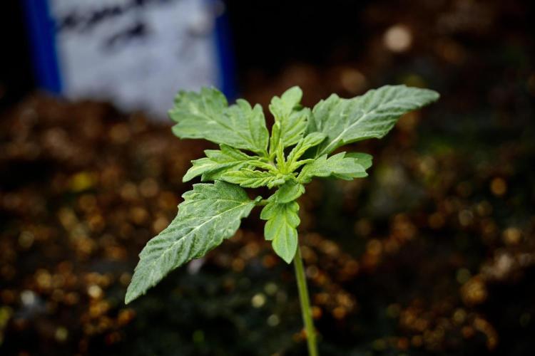 Skywalker OG Legends of the 12/12 Galaxy. Week 2 - Sky walker OG 