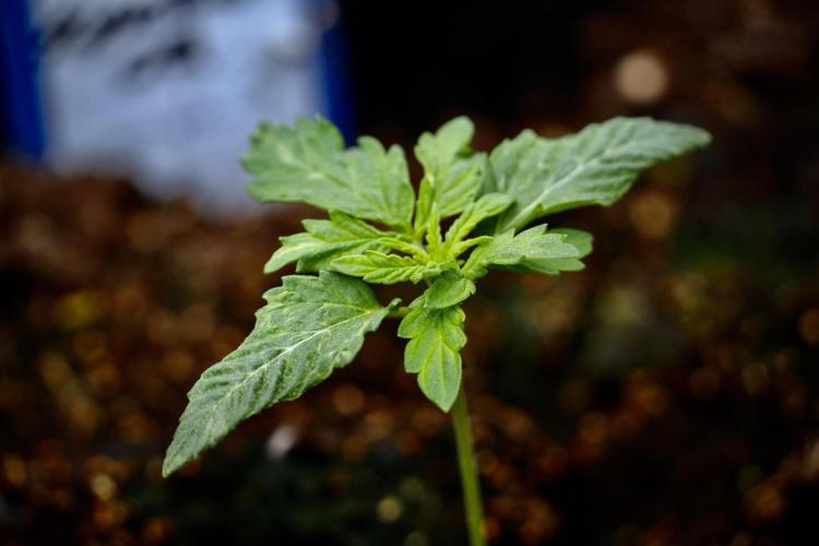 Skywalker OG Legends of the 12/12 Galaxy. Week 2 - Sky walker OG 