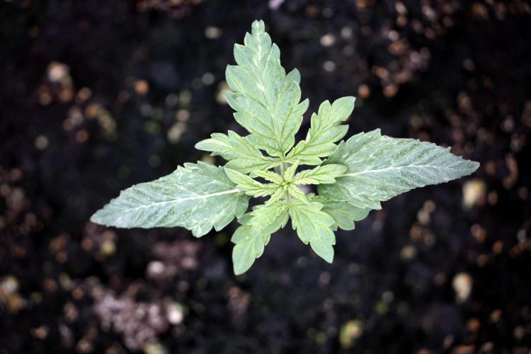 Skywalker OG Legends of the 12/12 Galaxy. Week 2 - Sky walker OG 