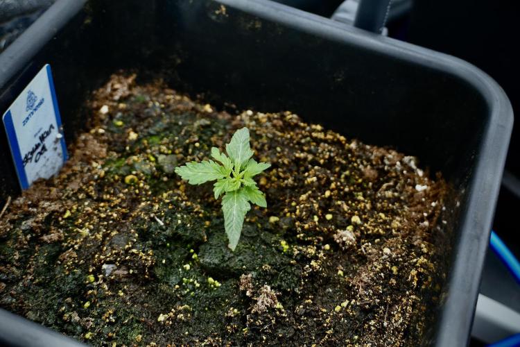 Skywalker OG Legends of the 12/12 Galaxy. Week 2 - Sky walker OG 