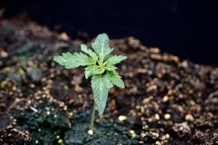 Skywalker OG Legends of the 12/12 Galaxy. Week 2 - Sky walker OG 