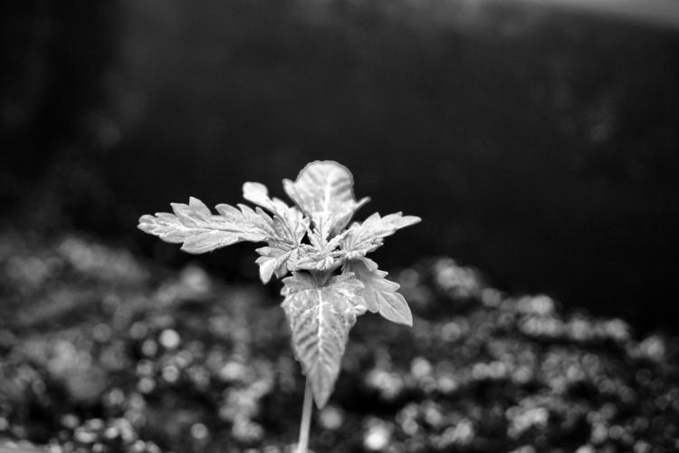 Skywalker OG Legends of the 12/12 Galaxy. Week 2 - Sky walker OG 