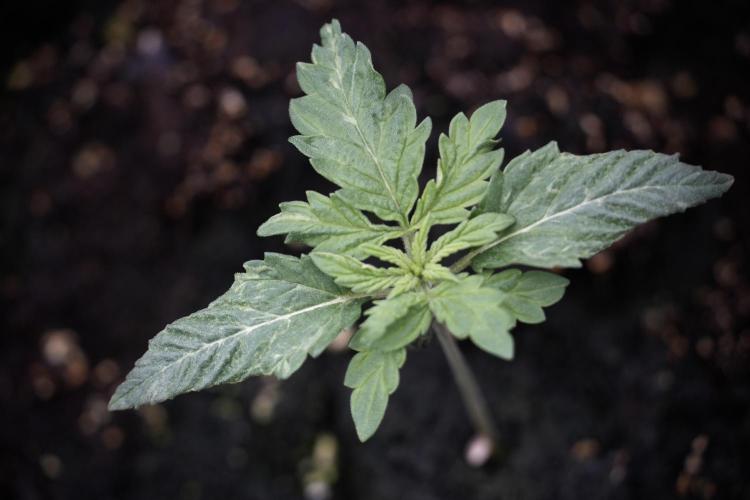 Skywalker OG Legends of the 12/12 Galaxy. Week 2 - Sky walker OG 