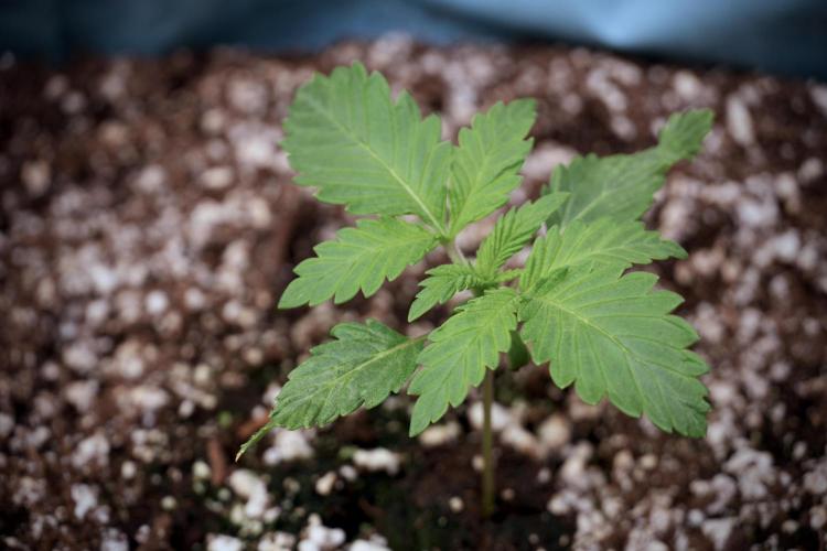 Skywalker OG Legends of the 12/12 Galaxy. Week 2 - Sky walker OG 