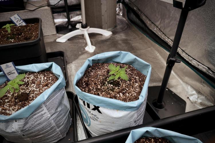 Skywalker OG Legends of the 12/12 Galaxy. Week 2 - Sky walker OG 