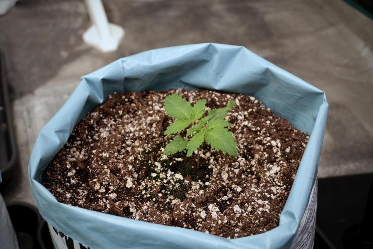 Skywalker OG Legends of the 12/12 Galaxy. Week 2 - Sky walker OG 