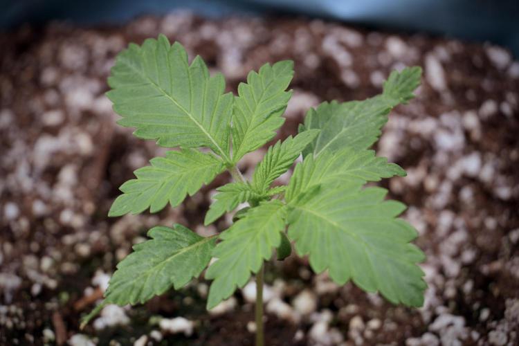 Skywalker OG Legends of the 12/12 Galaxy. Week 2 - Sky walker OG 