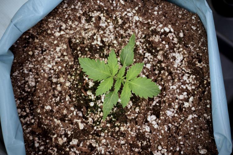 Skywalker OG Legends of the 12/12 Galaxy. Week 2 - Sky walker OG 