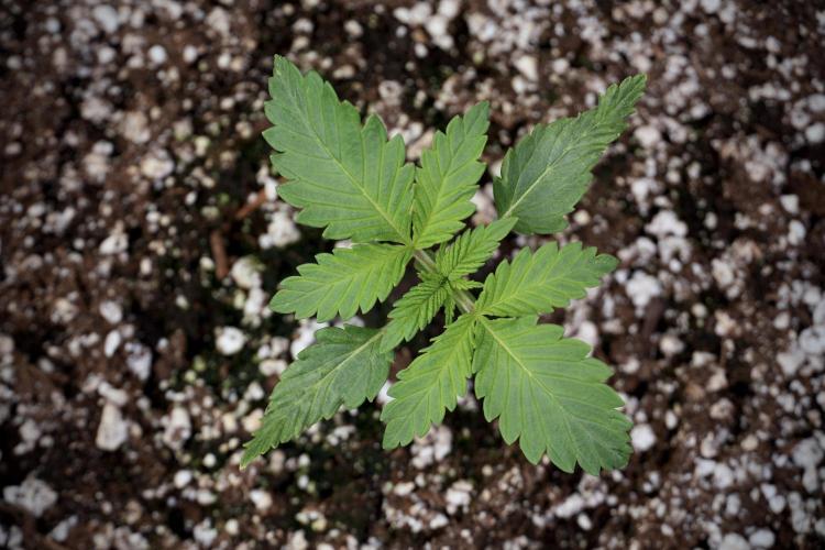 Skywalker OG Legends of the 12/12 Galaxy. Week 2 - Sky walker OG 