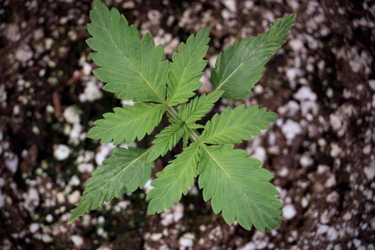 Skywalker OG Legends of the 12/12 Galaxy. Week 2 - Sky walker OG 