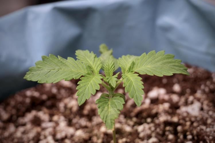 Skywalker OG Legends of the 12/12 Galaxy. Week 2 - Sky walker OG 